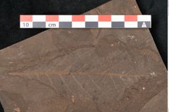 Foto (Detailansicht) von Plantae indet.  (NHMW-GEO-2024-0188-11564)